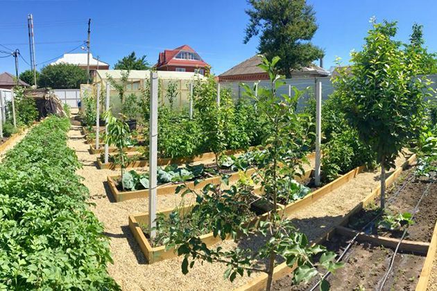 Шпаргалка для садовода: самые необходимые препараты для огорода