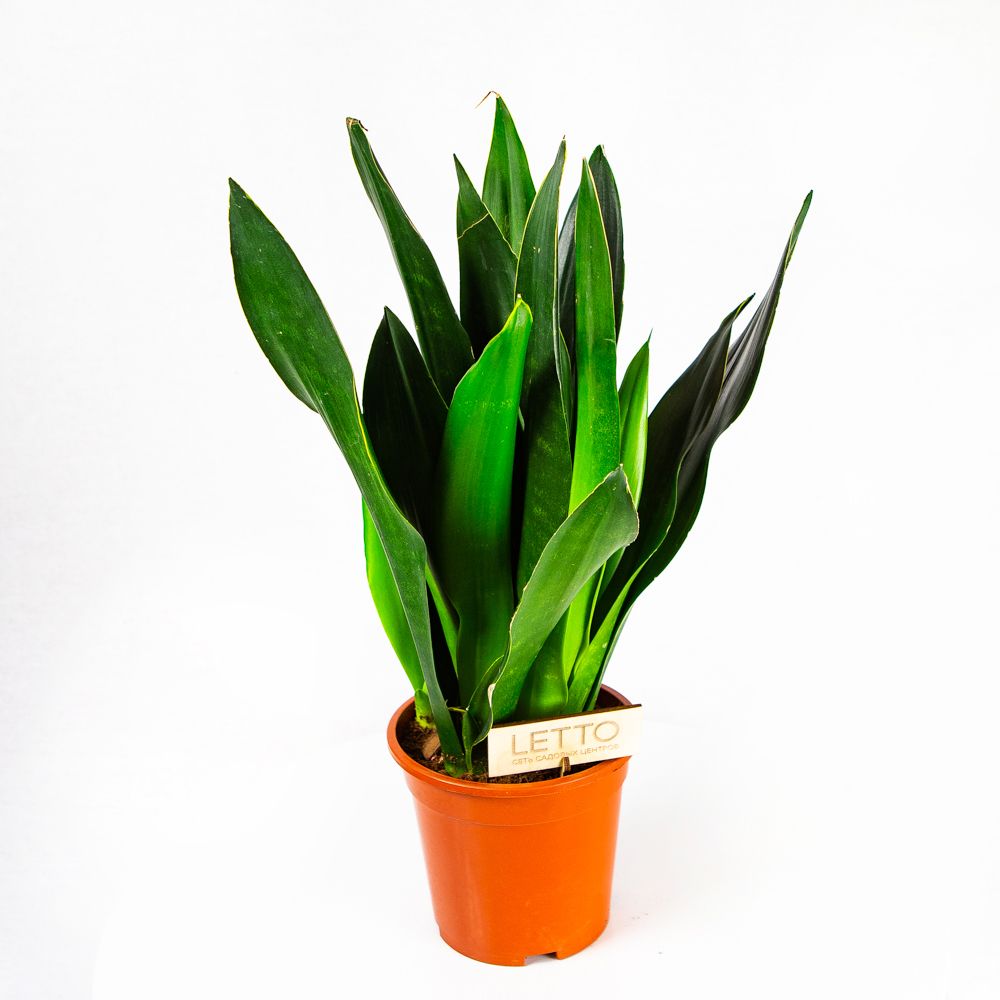 Сансевиерия Блэк Даймонд Sansevieria Black Diamond 60/17 — комнатное ...