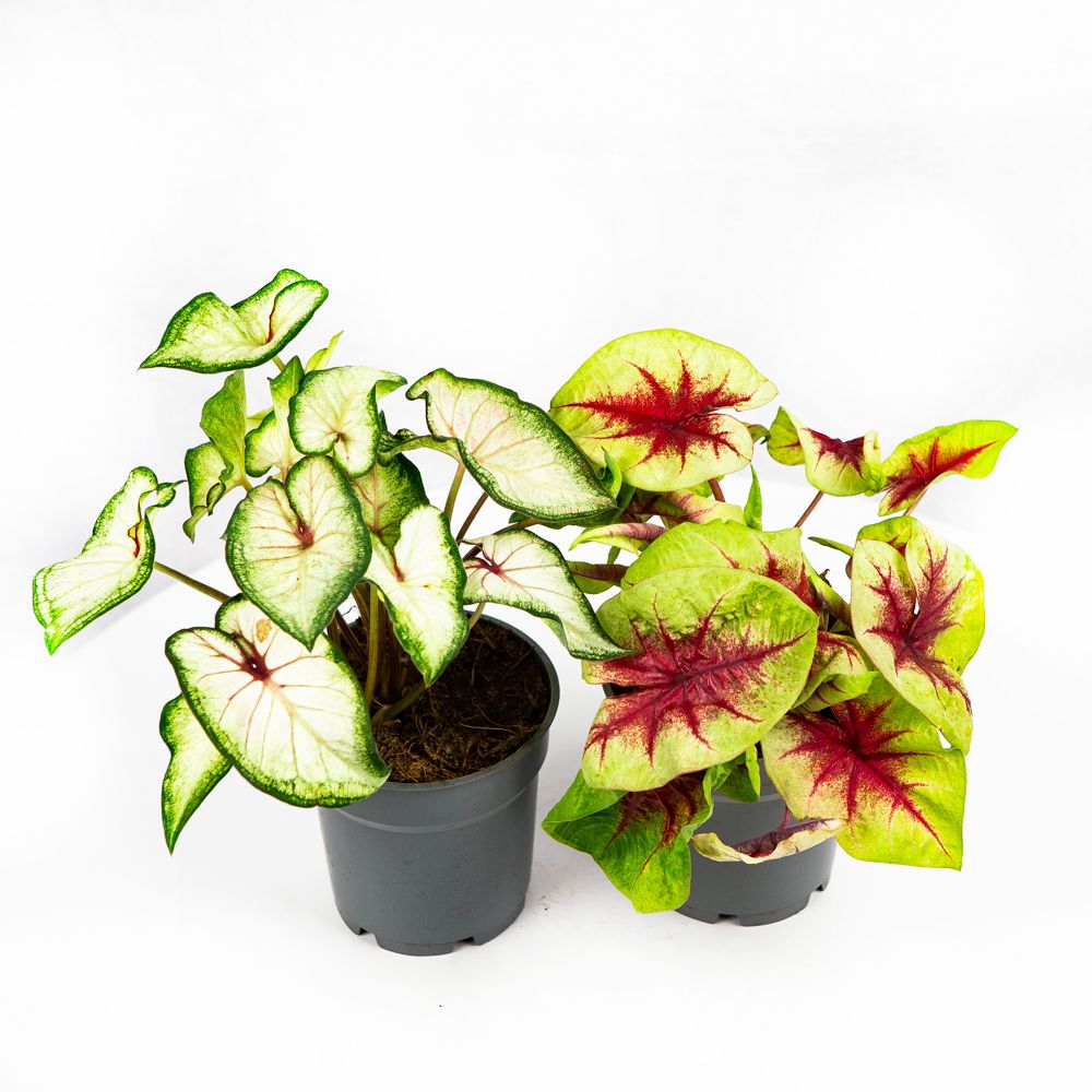 Каладиум микс Caladium mix 30/12 — комнатное растение купить в интернет ...