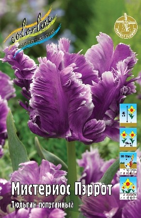 Тюльпан Мистериос Пэррот Tulip Mysterious Parrot 11/12 2шт, капер, Колорлайн