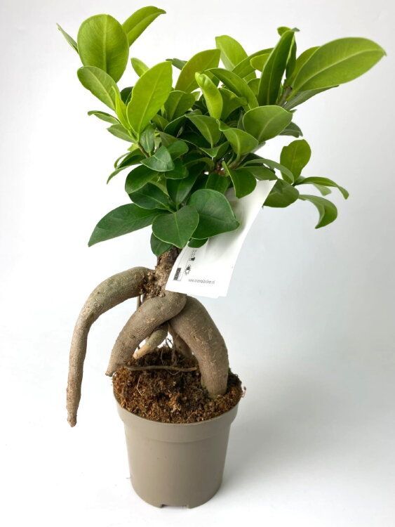 Фикус гинсенг Ficus ginseng 20/7 — комнатное растение купить в интернет ...