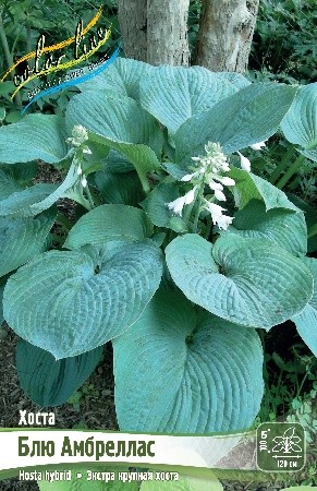 Хоста Блю Амбреллас Hosta Blue Umbrellas 1n 1шт, капер, Колорлайн