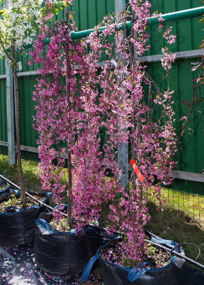 Плакучая Яблоня Фото