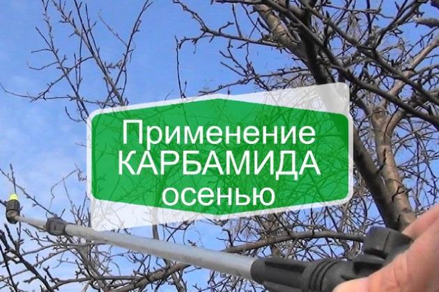 Как использовать карбамид осенью? Как использовать карбамид осенью?