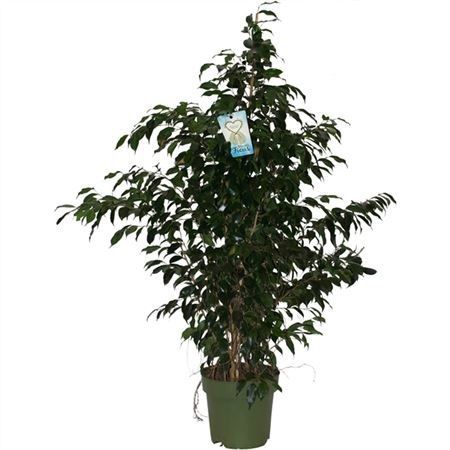 Фикус Бенджамина Даниэль Ficus benjamina Danielle 145/27 — комнатное ...