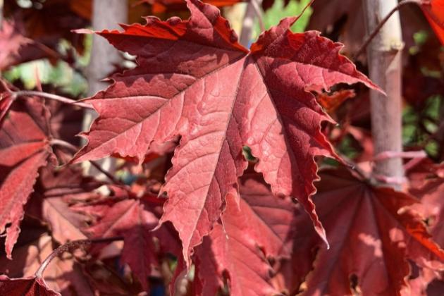 Клён остролистный Кримсон Сентри: посадка и уход.