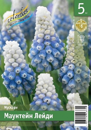 Мускари Маунтейн Лейди Muscari Mountain Lady 7/8 5шт, капер, Колорлайн