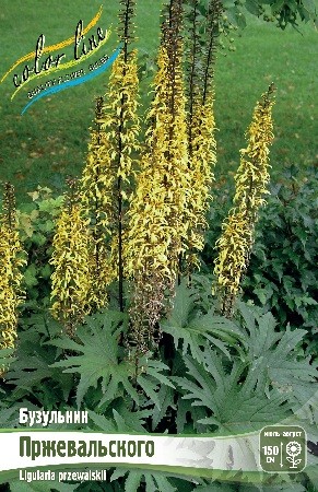 Бузульник Пржевальского Ligularia PrzewalskiiI I 1шт, капер, Колорлайн