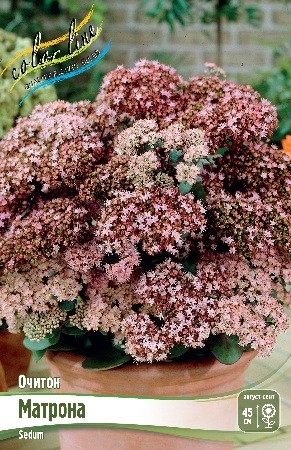 Очиток Матрона Sedum Matrona I 1шт, капер, Колорлайн