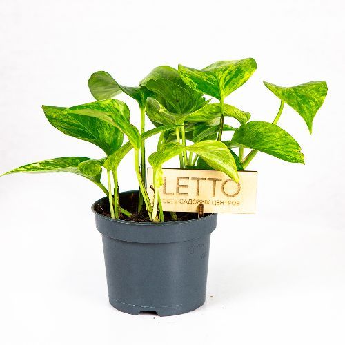 Эпипремнум перистый Марбл Квин Epipremnum pinnatum Marble Queen 15/12 ...
