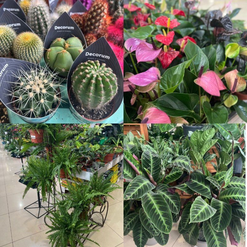 Не забывайте про комнатные растения зимой, они, как никогда, именно сейчас нуждаются в вашем внимании.