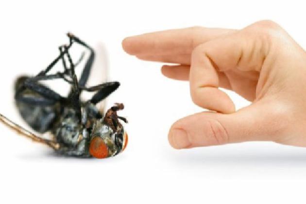 Избавляемся от мух современными и надежными средствами.