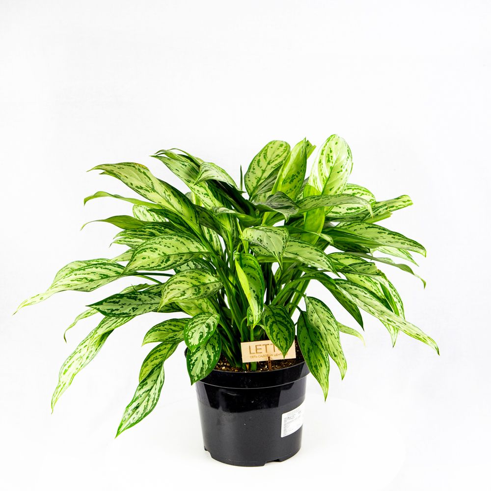 Аглаонема Сильвер Квин Aglaonema Silver Queen 60/26 — комнатное ...