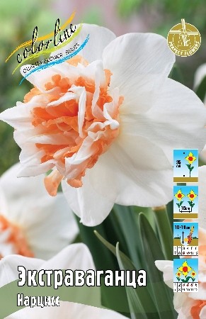 Нарцисс Экстраваганца Narcissus Extravaganza 12/14 5шт, капер, Колорлайн