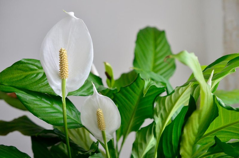 Спатифиллум. Уход в домашних условиях.