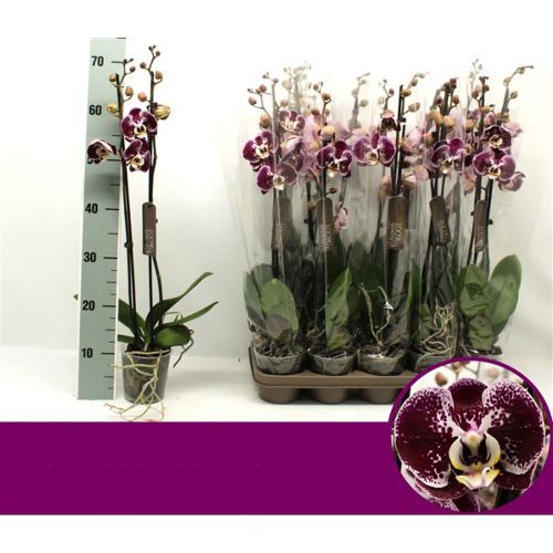 Фаленопсис 2 ствола Компилэйшн Phalaenopsis 2 st Compilation 70/12 — цена в  LETTO
