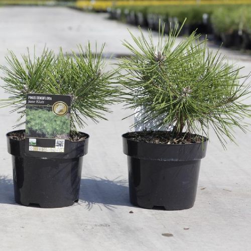 Сосна густоцветковая Жан Клаус Pinus densiflora Jane Kluis 5л (H)