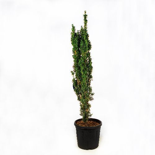 Тис ягодный Fastigiata Robusta с10 100/+ Taxus baccata Fastigiata Robusta (Н)