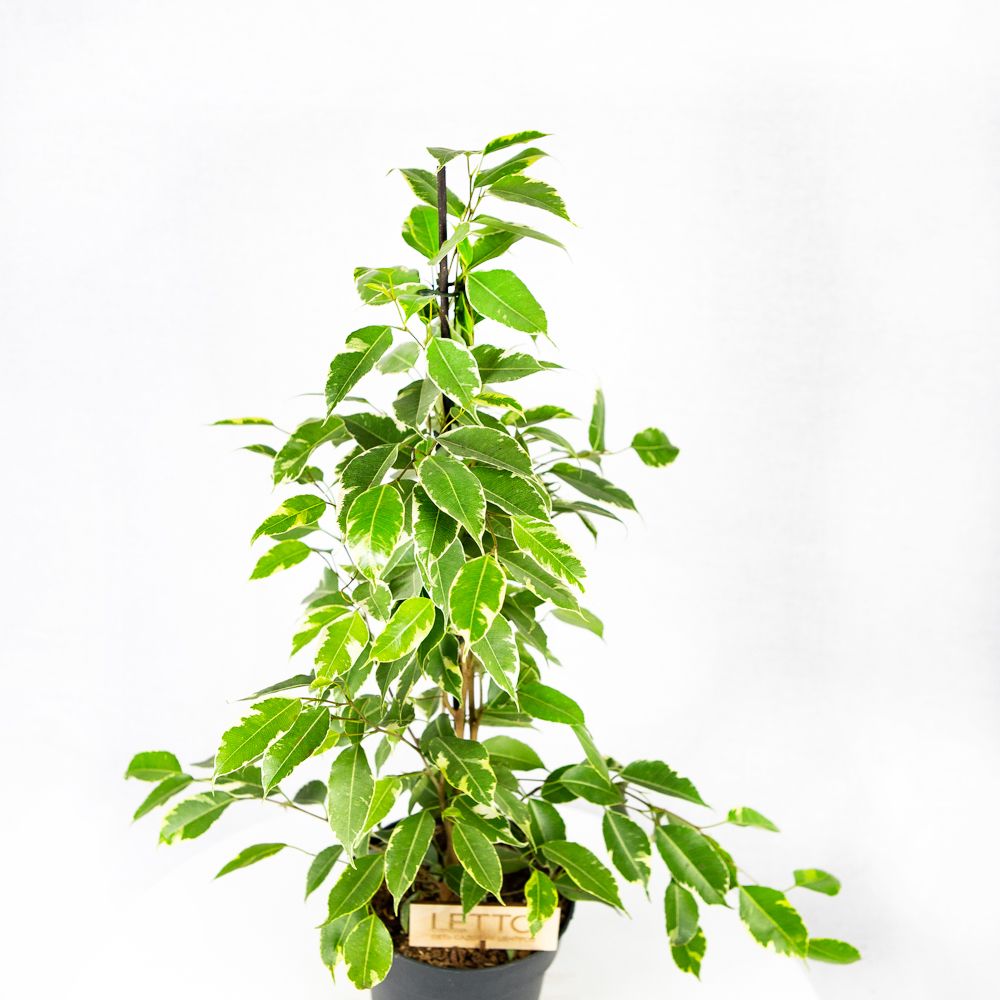 Фикус Бенджамина Голден Кинг Ficus benjamina Golden King 65/17 (Н ...