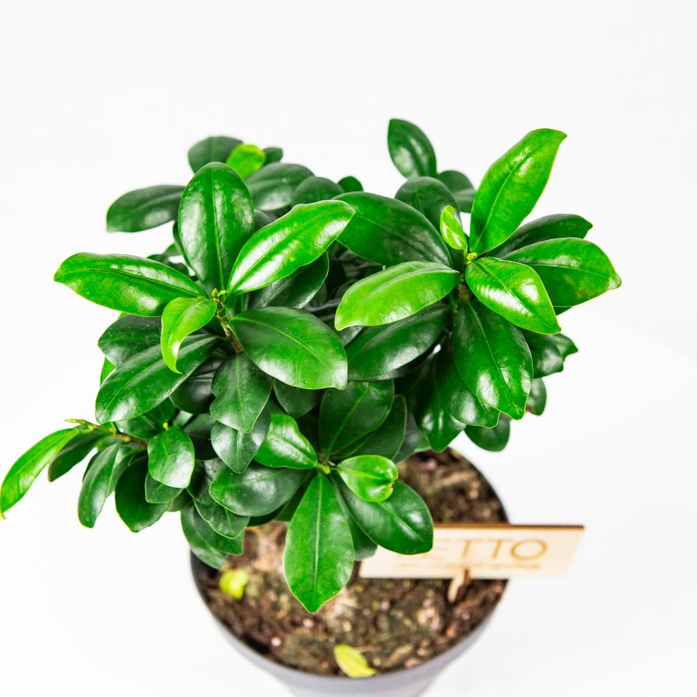Фикус гинсенг Ficus ginseng 40/17 (Н) — комнатное растение купить в ...