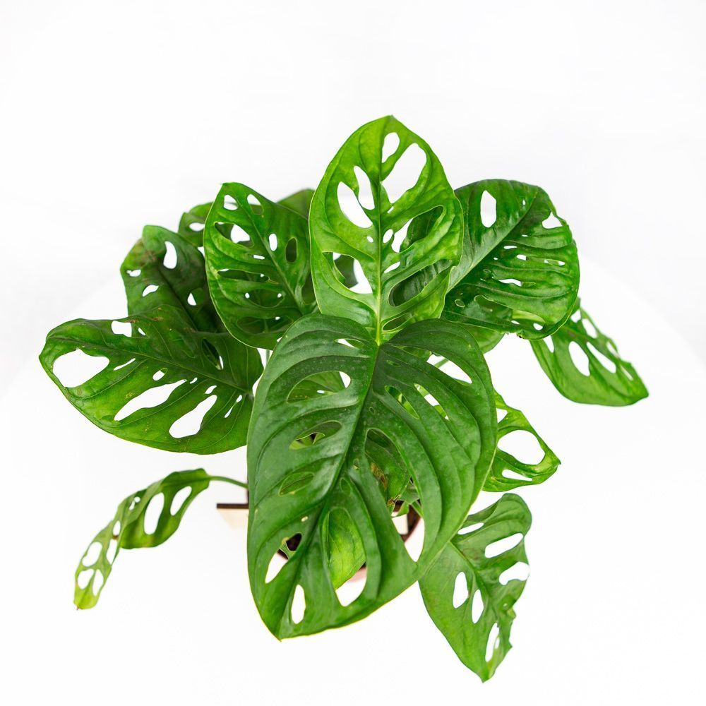 Монстера Адансона Monstera adansonii 25/12 — комнатное растение купить ...