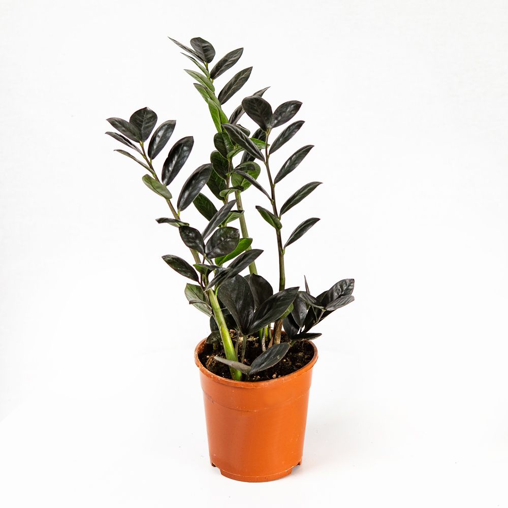 Замиокулькас Блэк Равен Zamioculcas Black Raven 4+ 45/14 — комнатное ...