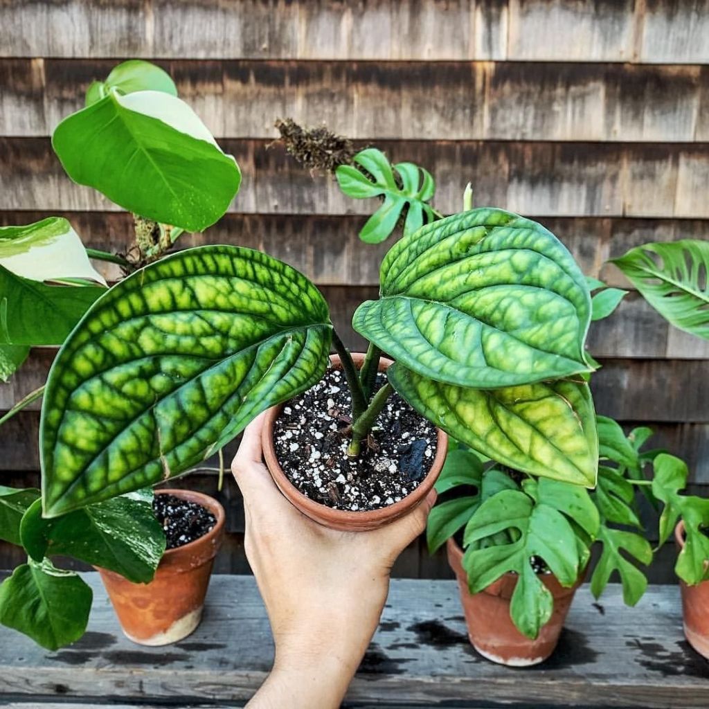 Монстера перуанская (Monstera karstenianum).jpg