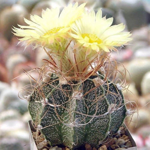 Астрофитум козерогий (Astrophytum capricorne) 4.jpg