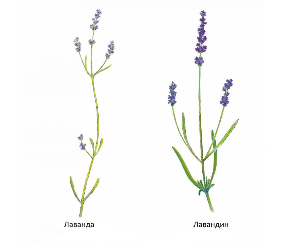 Lavanda-i-lavandin-1200x993.jpg Lavanda-i-lavandin-1200x993.jpg