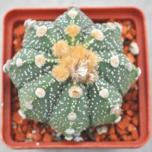 Астрофитум звездчатый (Astrophytum asterias) 3.jpg