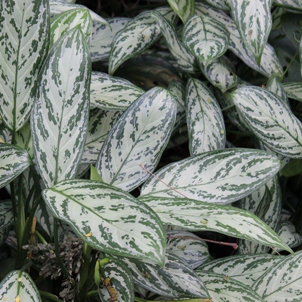 Aglaonema 'Silver Queen'.jpg