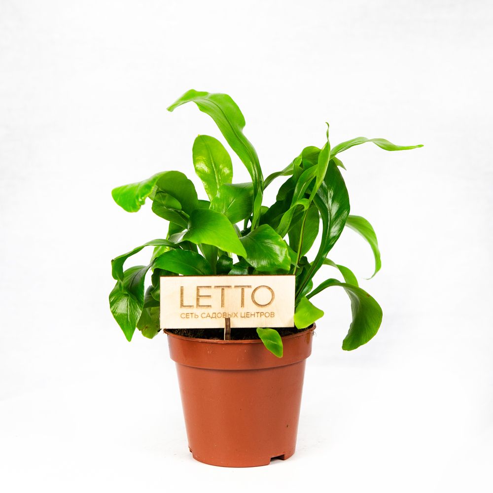 asplenium_miks_asplenium_mix_30_12.jpg