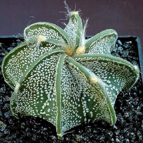 Астрофитум звездчатый (Astrophytum asterias) 2.jpg
