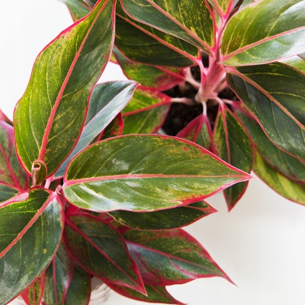 Aglaonema 'Siam Aurora'.jpg