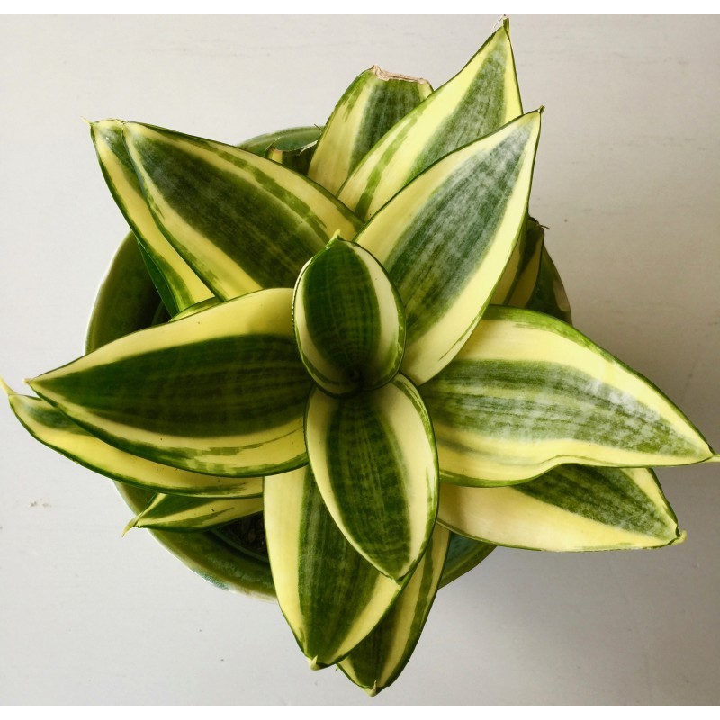 sansevieria.jpg