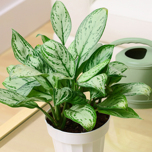 Aglaonema 'Maria'.png