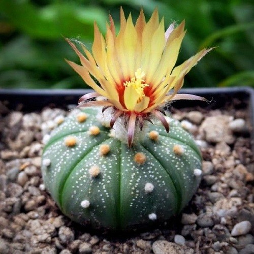 Астрофитум звездчатый (Astrophytum asterias) 4.jpg