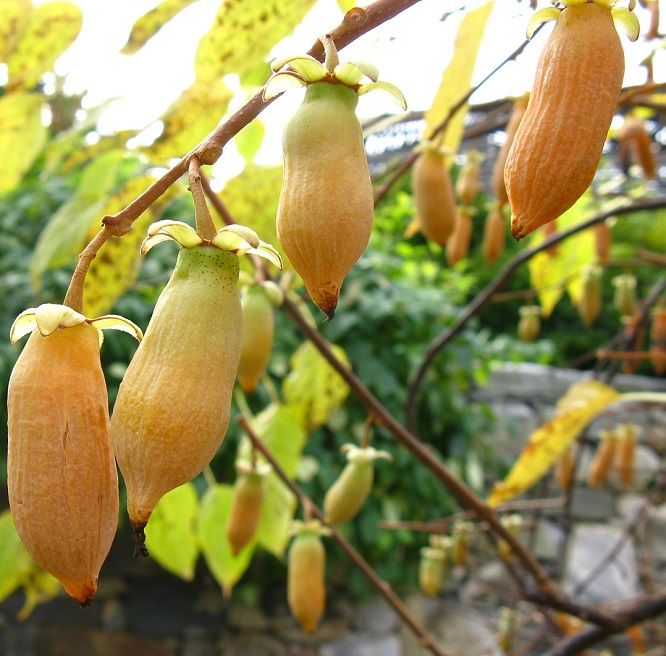 Актинидия полигама (Actinidia polygama).jpg