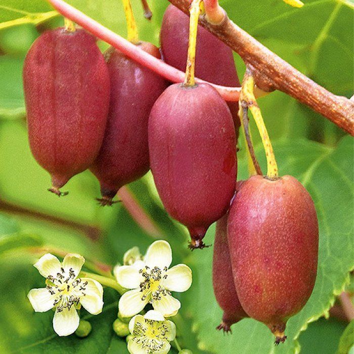 Актинидия аргута (Actinidia arguta).jpg