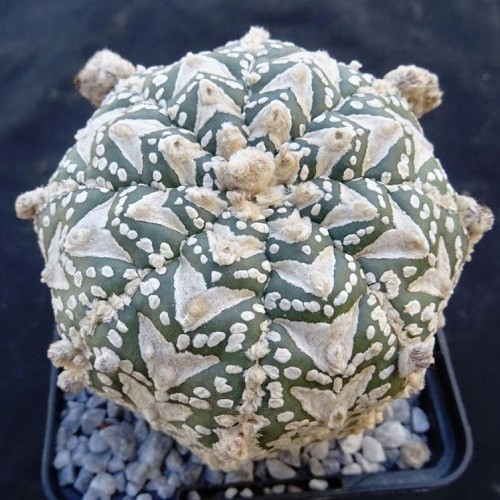 Астрофитум звездчатый (Astrophytum asterias).jpg