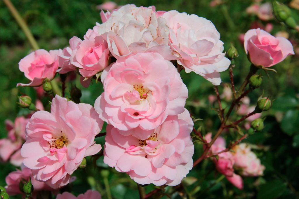 rose71.jpg
