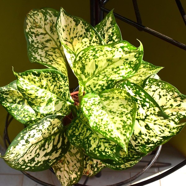 Aglaonema 'White Gemini'.jpg
