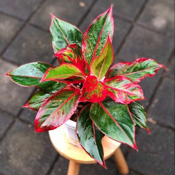 Aglaonema 'Red Emerald'.jpeg