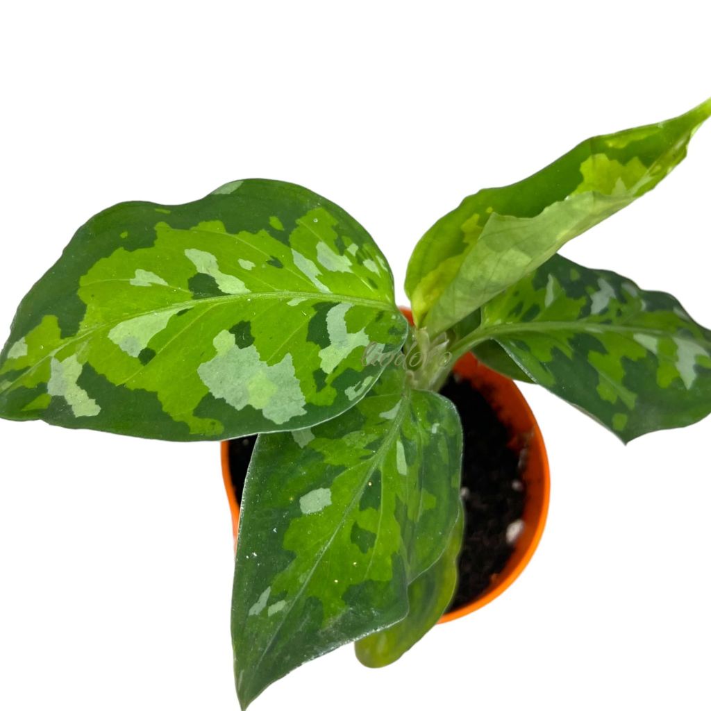 1707740265_dubabah-club-p-lozhnopritsvetnikovaya-aglaonema-oboi-24.jpg