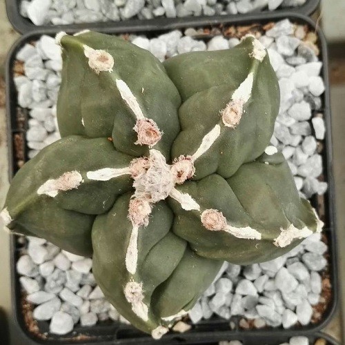 Астрофитум мириостигма (Astrophytum myriostigma) 4.jpg