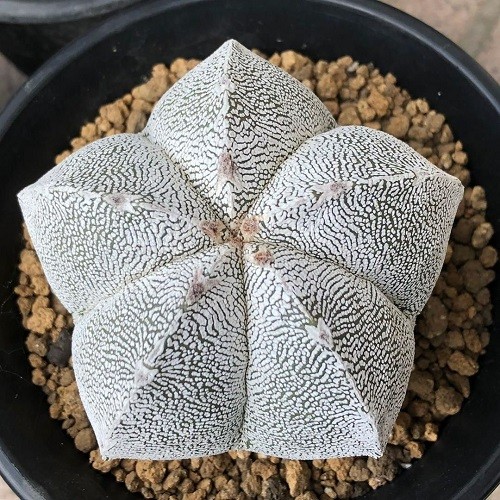 Астрофитум мириостигма (Astrophytum myriostigma).jpg