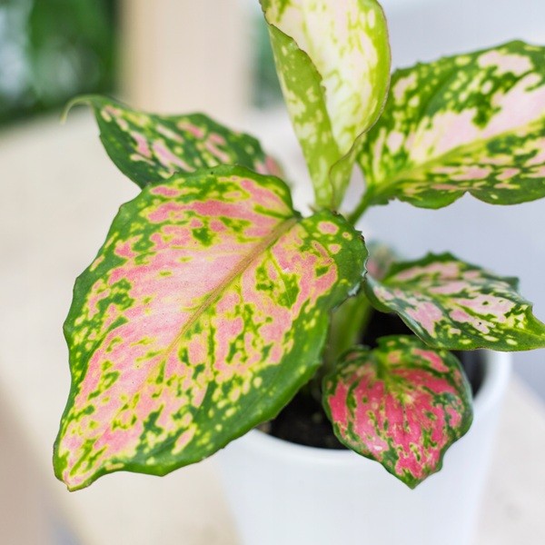 Aglaonema-ZIRCON-RED-Aglonema-do-cienia-MALUCH.jpeg