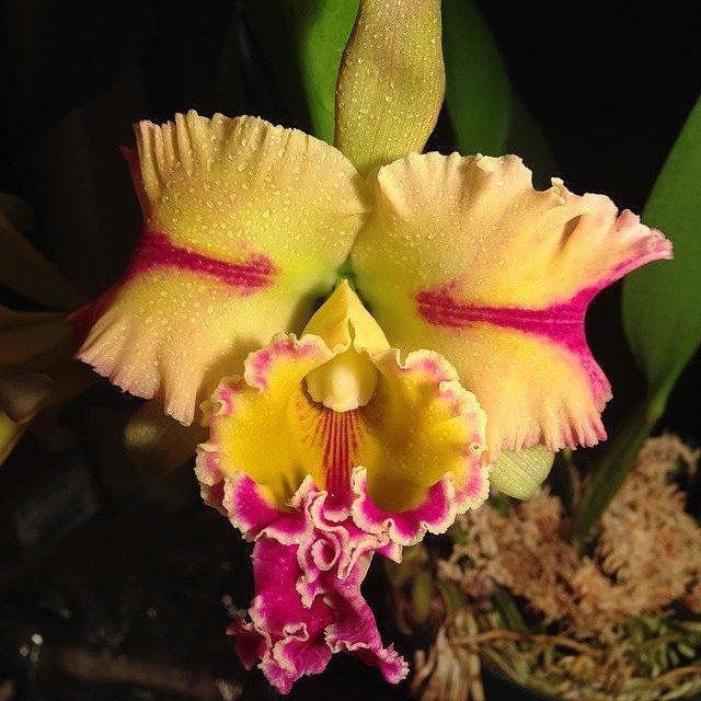 Blc._Paradise_Jewel_'Flame'_Orchid_bloom.JPG