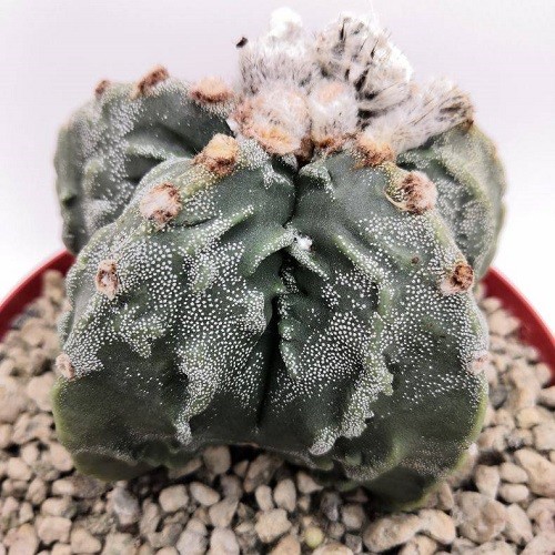 Астрофитум мириостигма (Astrophytum myriostigma) 2.jpg