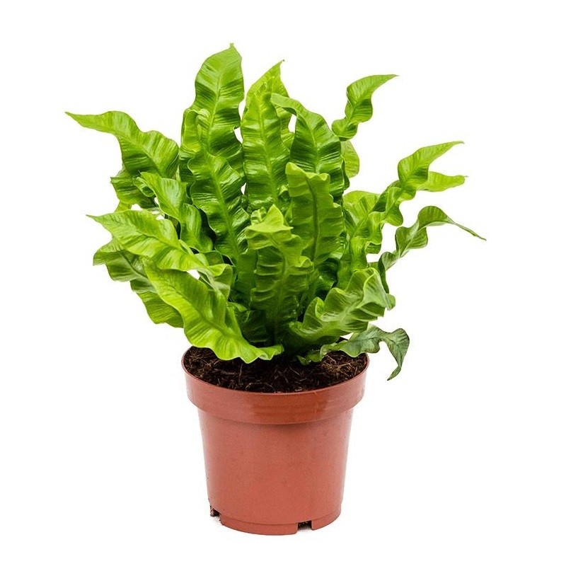 asplenium_gnezdovoy_nidus_4ascwbp01_1.jpg